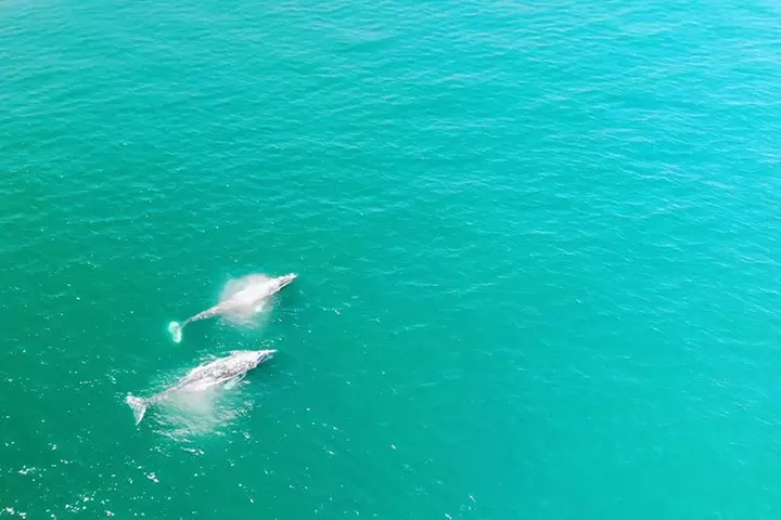 Whale Watching and Fishing Combination Excursions - Primary Image