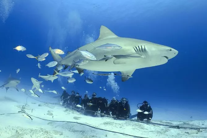 Bull Shark Extreme - 1tank - Primary Image