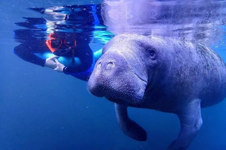 Manatee Swim Tour with In Water Photographer