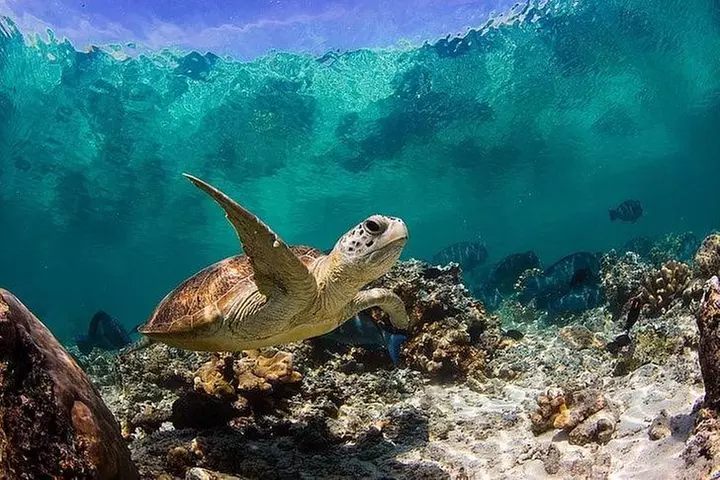 Oahu Ultimate Circle Island Tour Full Day Experience