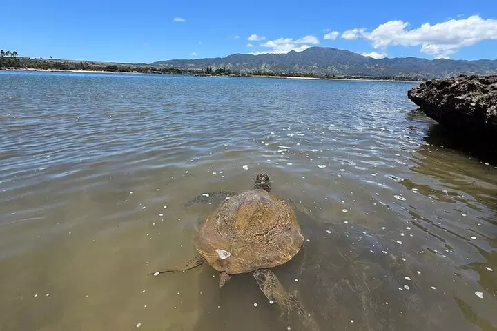 Oahu Circle Island: Snorkel with Turtles & Explore Turtle Beach
