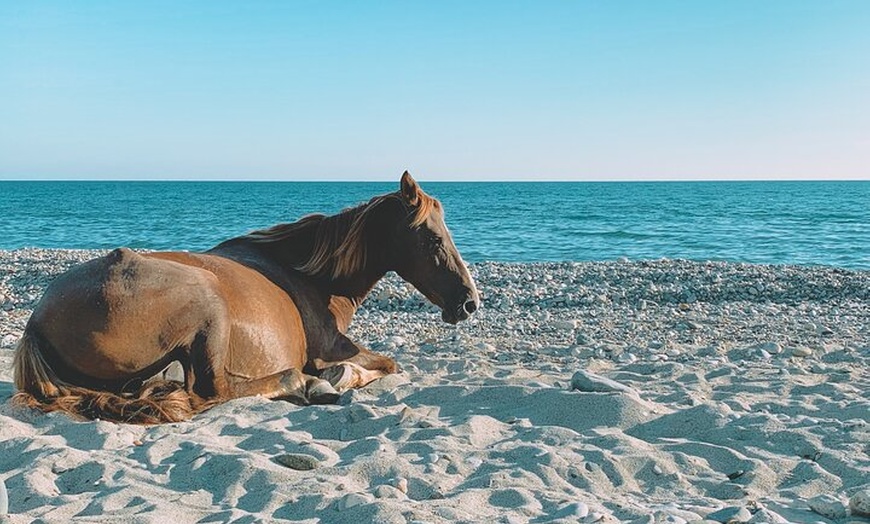 Image 7: Australia: Coffs Harbour Beach Horse Ride & Lagoon Swim + Photos