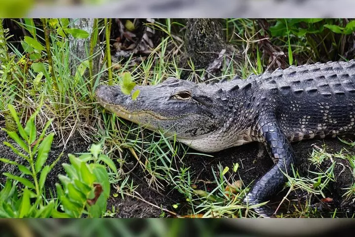 3-Day Florida: Miami Bus & Boat, Everglades & Key West Snorkeling