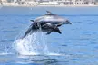 Avistamiento de Delfines en Catamarán desde Benalmádena - Second Medium