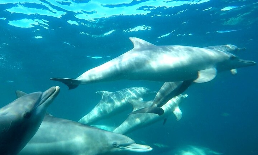 Image 2: Swim with Wild Dolphins Day Tour