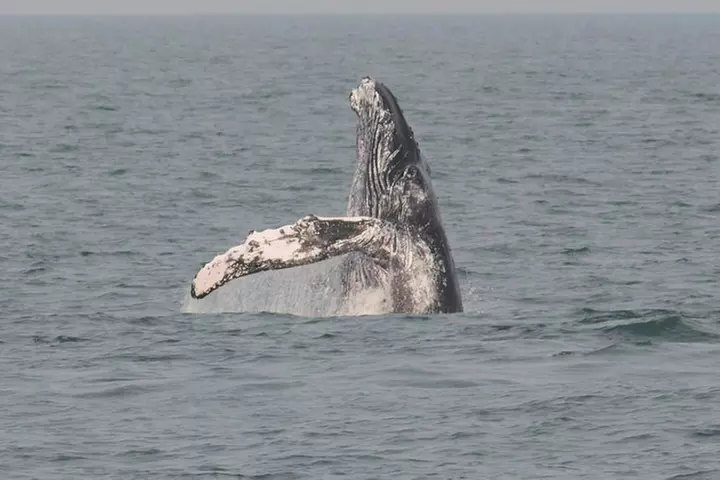 Whale and Dolphin Watching Cruise from Cape May