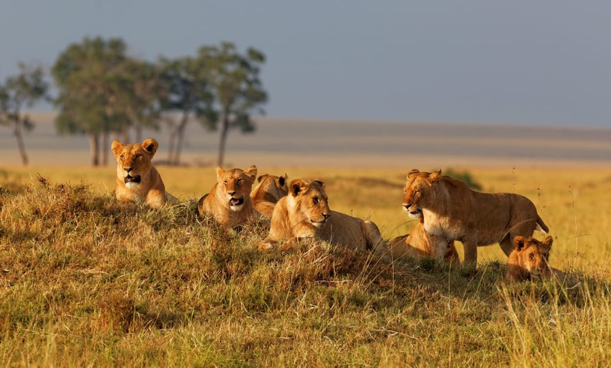 Image 10: ✈ KENYA | De Nairobi à Mombasa - Safari au Masai Mara & extension à...