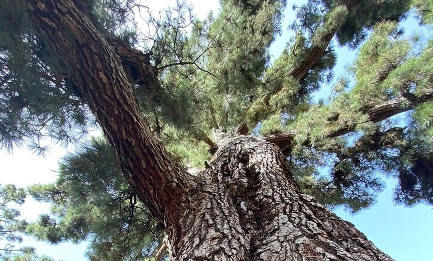 Image 5: Parque Nacional Teide con furgoneta