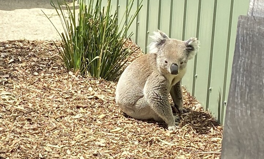 Image 9: Melbourne and Moonlit Sanctuary Shore Excursion