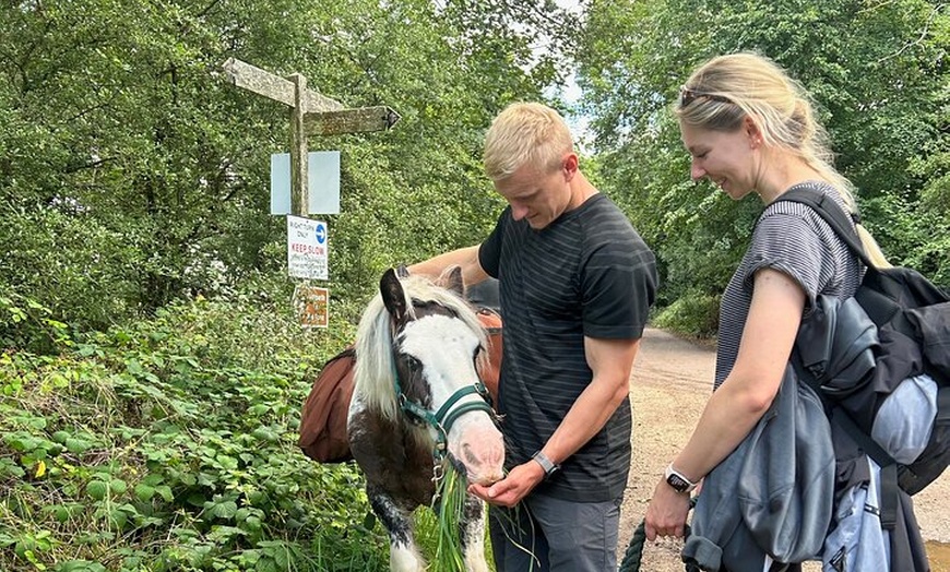 Image 4: Pack Pony Wild Camping in Ancient Woodland, Dorset