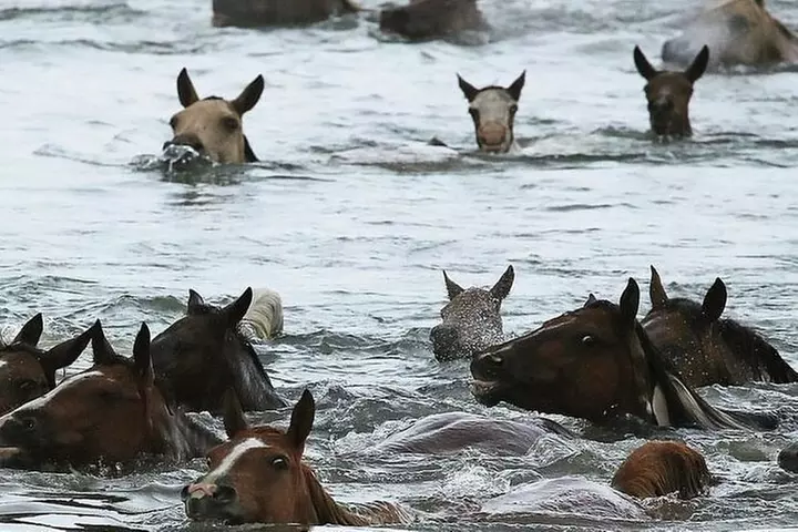 Chincoteague Pony Swim Kayak Tour - Second Medium