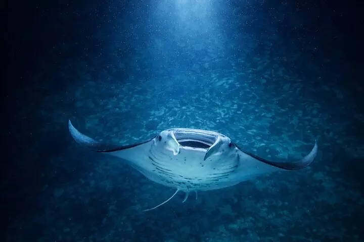 Manta Ray Night Snorkel Adventure in Kailua-Kona - Second Medium