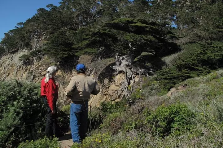 Guided 2-Hour Point Lobos Nature Walk
