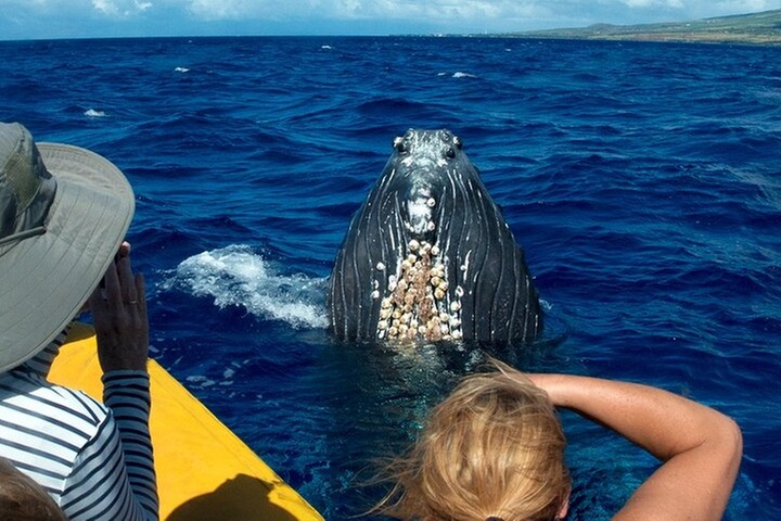 HIGH QUALITY Whale Watch Adventure Aboard Luxury Super Raft