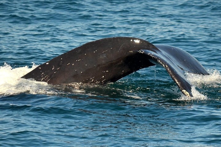 Dolphin and Whale Watching Sunset Cruise