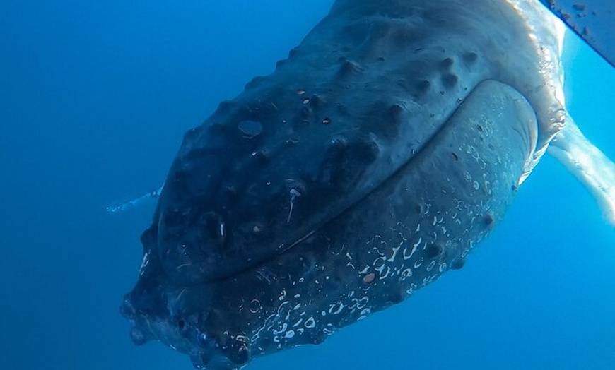 Sunreef Mooloolaba And Whale ... - Sunreef Mooloolaba And Whale One ...