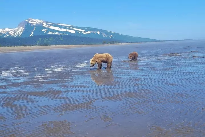 Alaska Bear Viewing Adventure from Seward