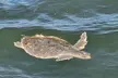 1 Hour Private Dolphin and Nature Tour - Second Medium