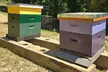 Promise Land Bee Farm Private Tour in Charleston - Second Medium