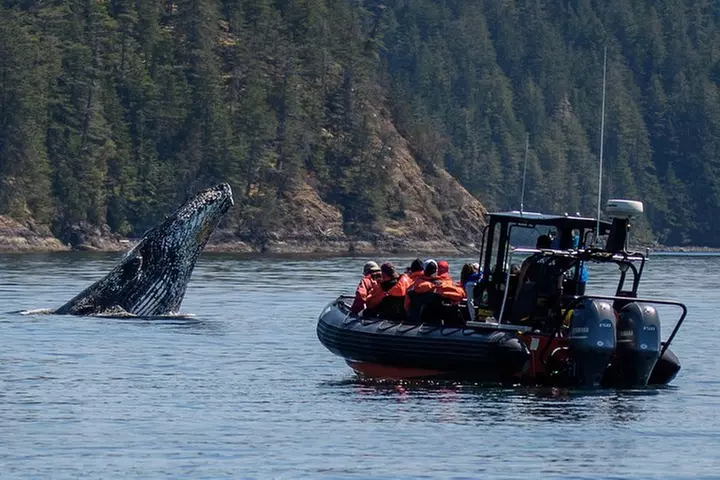 4 Hour Afternoon Whale Watching Tour - Primary Image