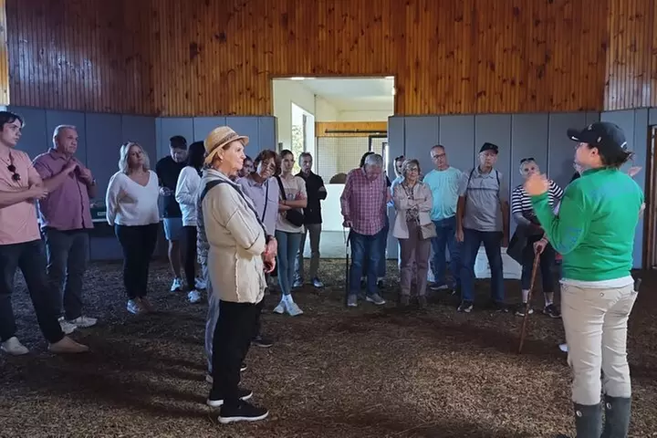 Half-Day Thoroughbred Horse Farm Tour in Kentucky