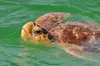 Marine Life Boat Tour - Manatees, Sea Turtles, Dolphins & More!