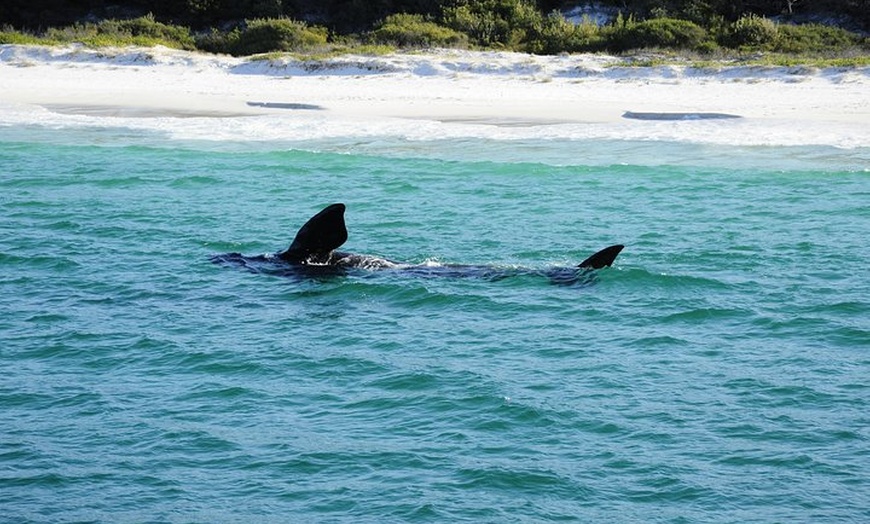 Image 9: Jervis Bay Whale Watching Tour