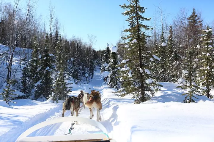 30-minute Dog Sledding Tour in Fairbanks (without transportation) - Second Medium