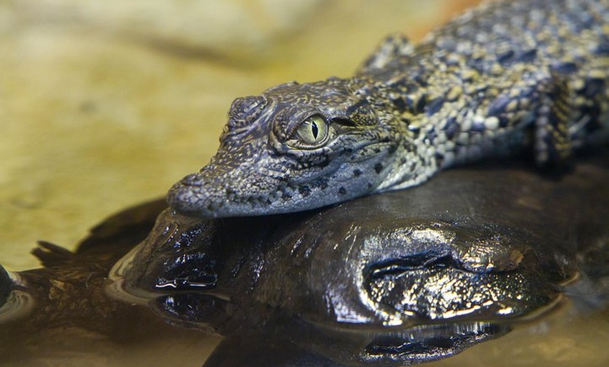 Image 16: Entrada al acuario de Zaragoza