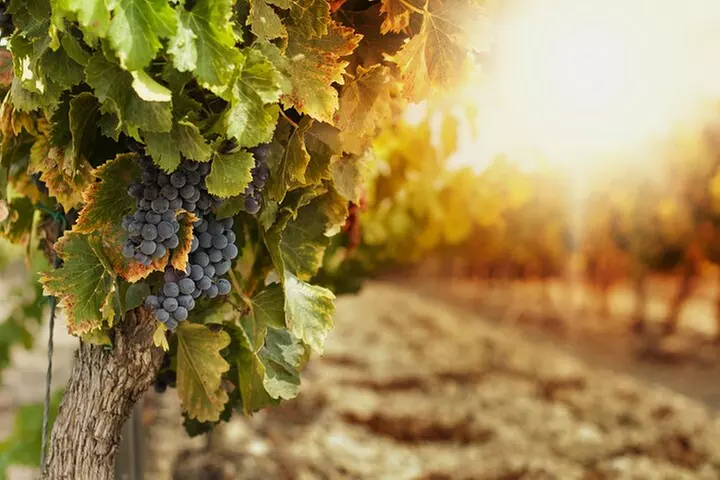 Southern Arizona Private Wine Tour South of Tucson - Sonoita-Elgin Vineyards - Primary Image