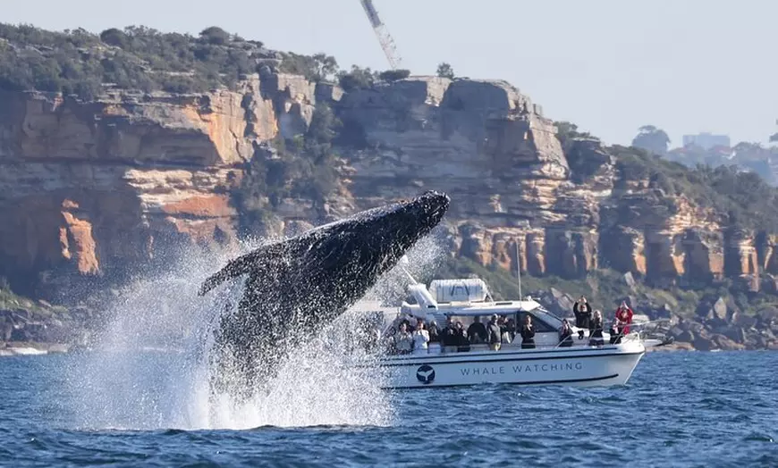 Image 3: Private Luxury Intimate Whale Watching