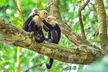 Central Park Zoo Skip-the-line Tickets & Private Transfers - Second Medium