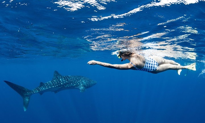 Image 5: Swim with Whale Sharks in the Ningaloo Reef: 3 Island Shark Dive