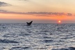 4 Hour Private Sunset Fishing Charter - Second Medium
