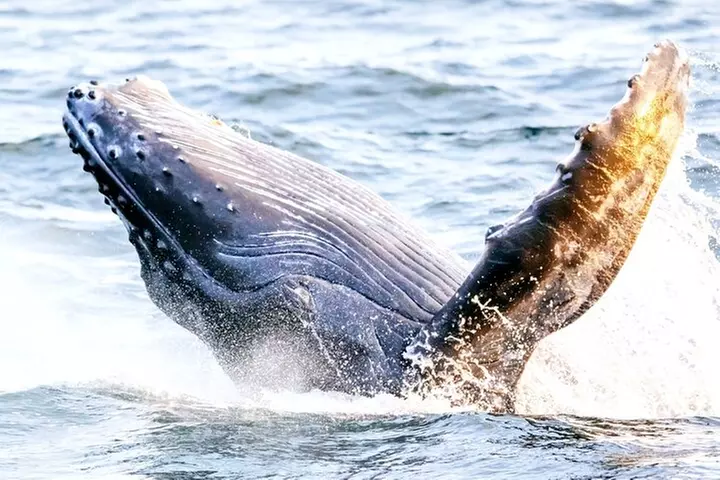 BYOB Sunset Whale Watching Cruise - Primary Image