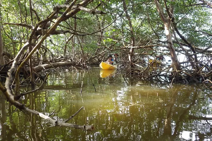 3 Hour Guided Mangrove Tunnel Kayak Eco Tour