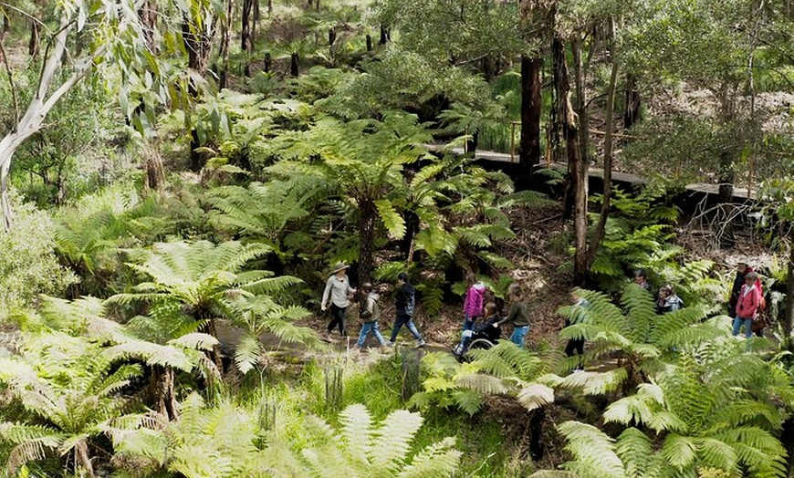 Image 4: Walk with Wildlife: Guided Tour in Great Ocean Road