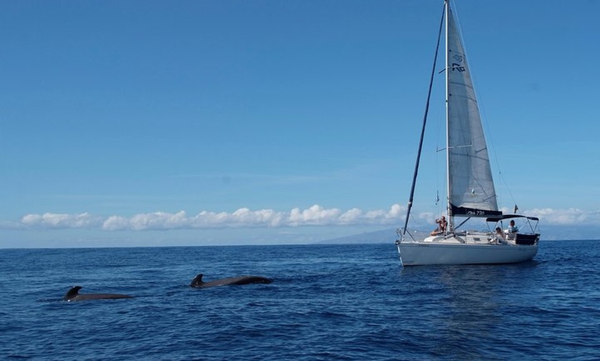 Image 2: Velero de avistamiento de ballenas y delfines con bebidas, aperitiv...