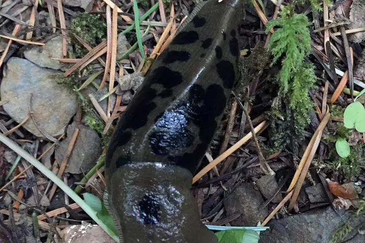 The Hood-Columbia Loop: Timberline, Orchards, and Waterfalls