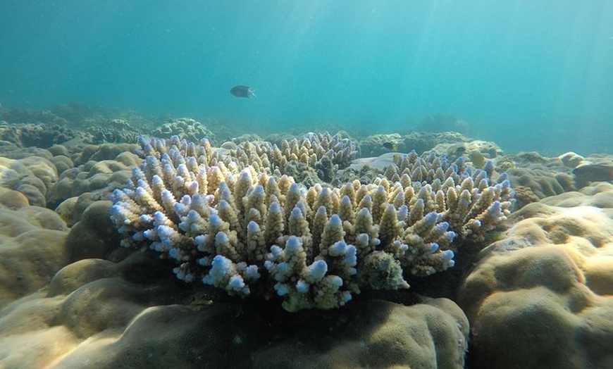 Image 29: Whitsundays Whitehaven Beach Tour: Beaches, Lookouts and Snorkel