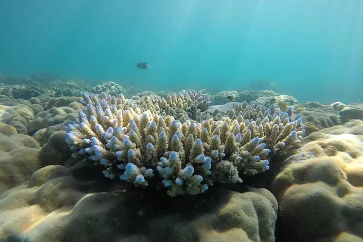 Whitehaven Beach Tour: 2 Options - All Day Beach Or Snorkel