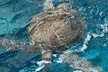 2 Location Snorkel Tour - Gear Included, 65 minutes per location - Second Medium