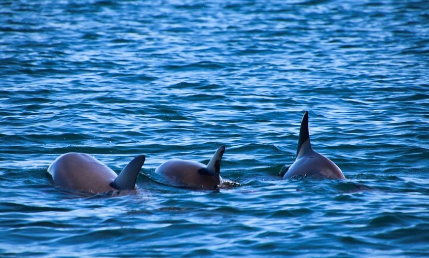 Image 7: Aventura de delfines en Sotogrande con bebida incluida