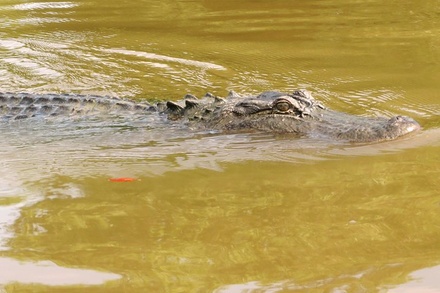 Gray Line New Orleans - Gray Line New Orleans | Groupon