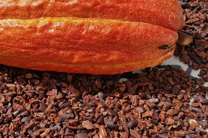 Chocolate Tour: From Blossom to Bar - Primary Image
