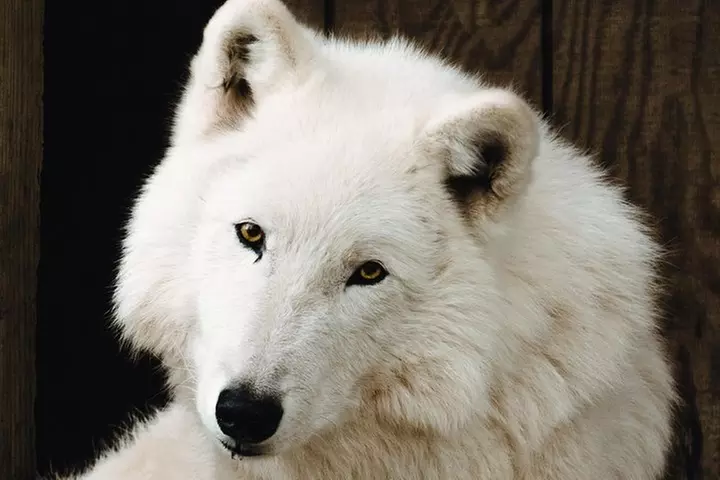 Wolf Experience