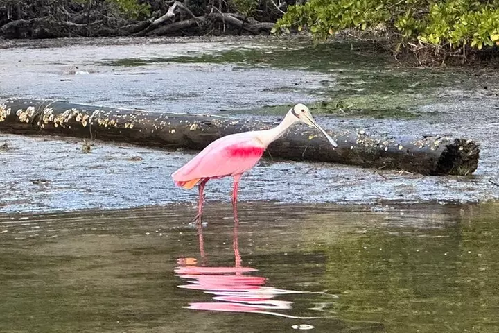 Sunset Kayaking with Dolphins