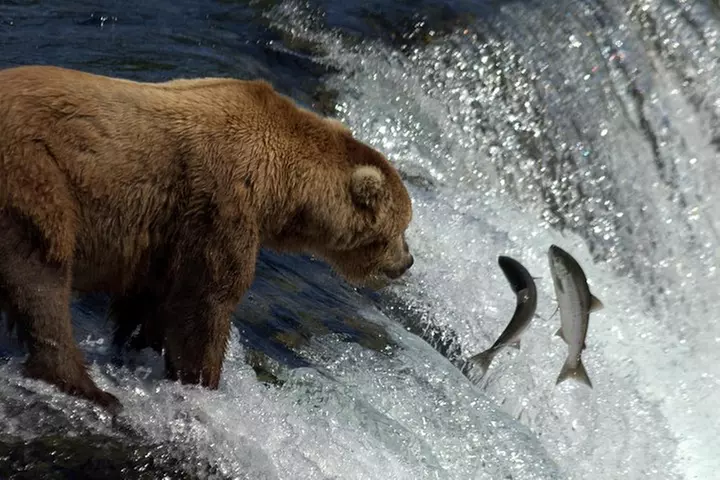 Brooks Falls Katmai Bear Viewing in a Float Plane - Second Medium