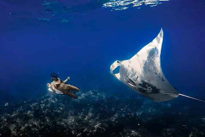 Manta Ray Night Snorkel Tour in Kailua-Kona, Big Island