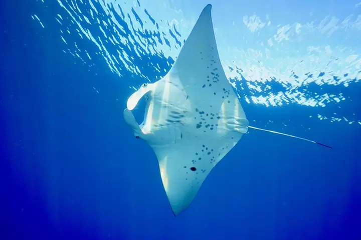 Molokini Snorkeling Adventure Aboard Calypso From Ma'alaea Harbor